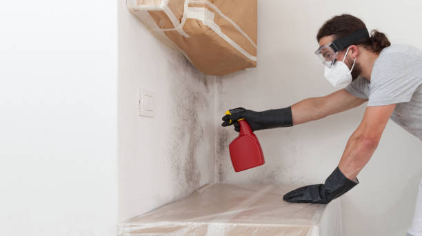 Professional Mold Remediation technician working in Linden, MI