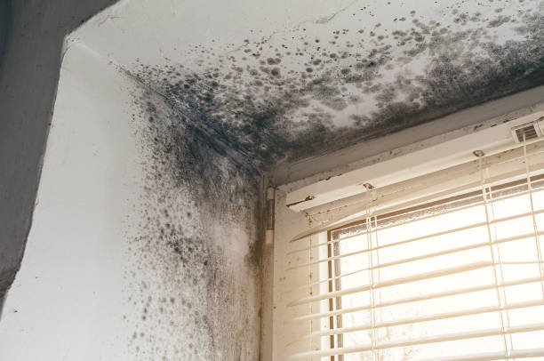 Affordable Mold Remediation solutions in Linden, MI